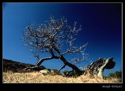 tree but dry