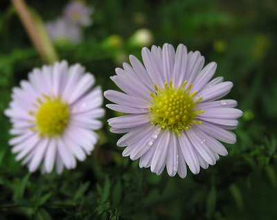 Twin Flowers