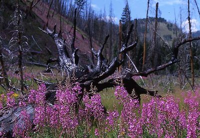 Yellowstone - Wildflowers