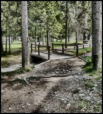 Ponte nel bosco