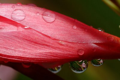 dewdrops