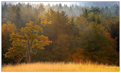 Misty Meadow