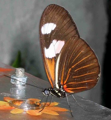 Butterfly on table