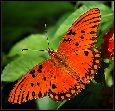 Gulf Fritillary