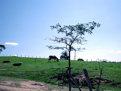 Horse Grazing