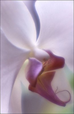 Orchid-1