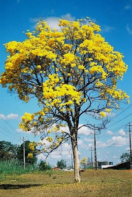 Ipe, a yellow tree