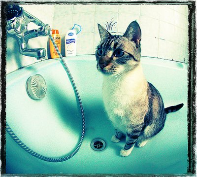 Bathtub Cat