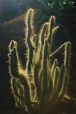 Cactus