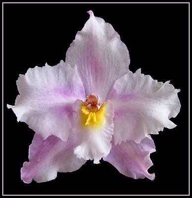 Miniature Orchid For Marilia!