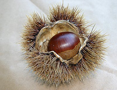 CHESTNUT ANYONE?