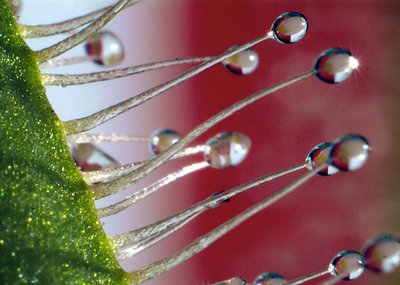 Drosera Capensis alba