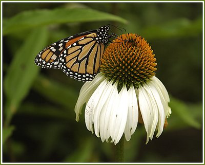Butterfly #1