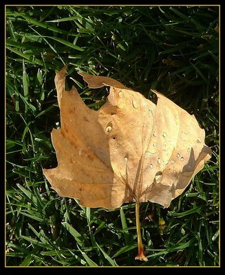 Backyard Leaf