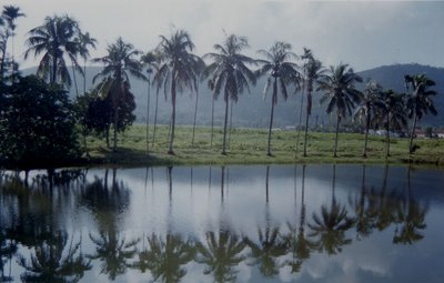 Trees in Perspective