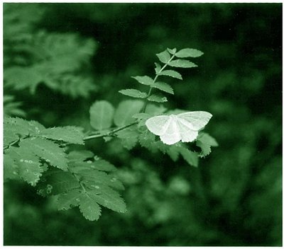 Green Butterfly