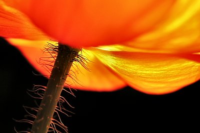 orange poppy