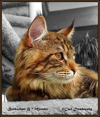 Buckwheat @ 7 months