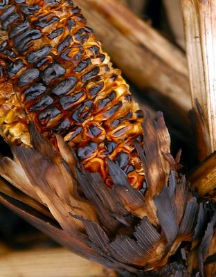 Fire of corn field.