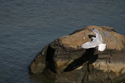 preparing for landing