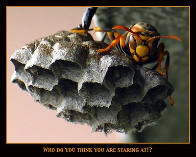 Who do think you are staring at?