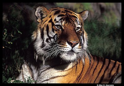 Siberian Tiger  (s1270)