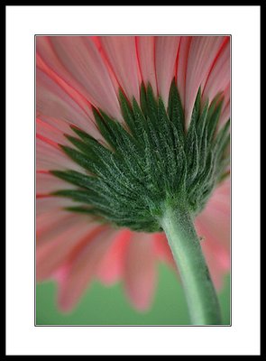 Pink Gerbera