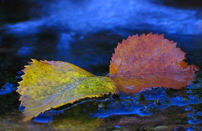 Birch leaf