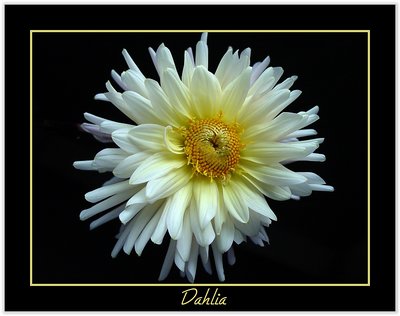 Dahlia