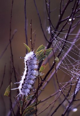 Tussock moth caterpillar