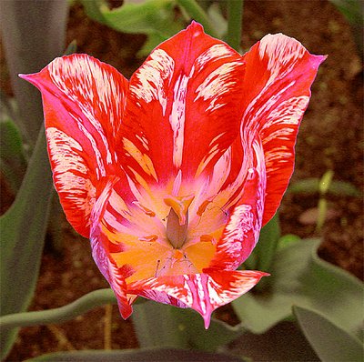 Experimental Tulip