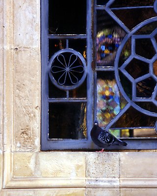 Pigeon in church window