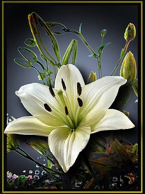 Lilium ...