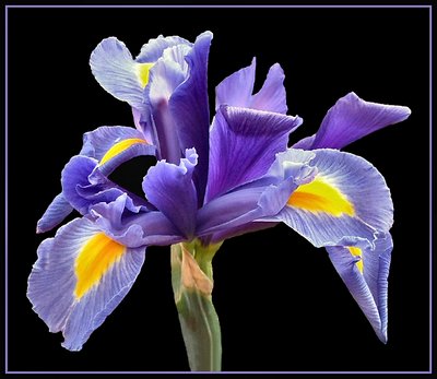 Iris - Spring in Tasmania