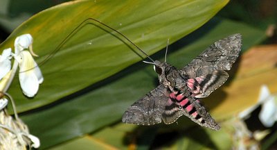 Pink-spotted hawkmoth