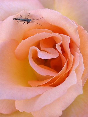 Rose with Blind Mosquito