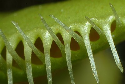 Carnivorous plant: Dionea