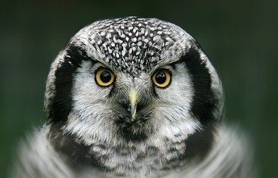 Owl's  eyes