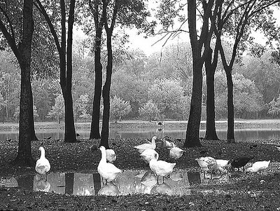 geese frolicking