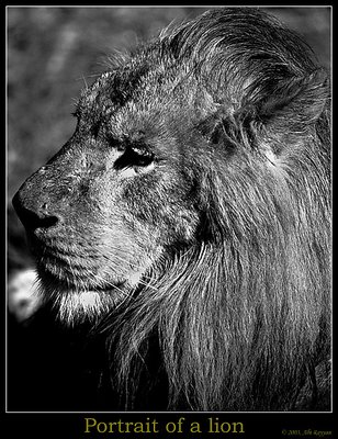 Portrait of a lion