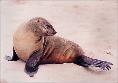 Posing cutie