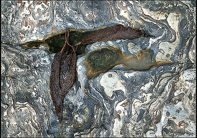 Eroded rock and seaweed