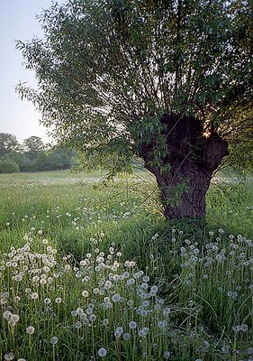 Grassland