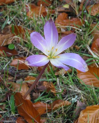 Colonioum Speciosum