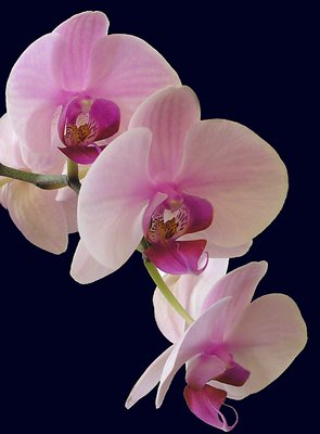 Orchid02