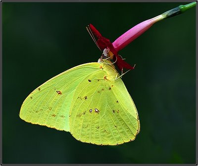 Sulphur Butterfly