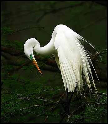 Great Egret