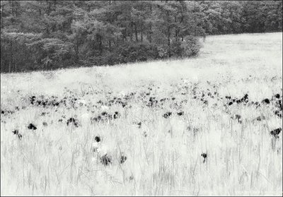 poppy field (infra red)
