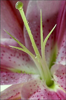 Flower - macro