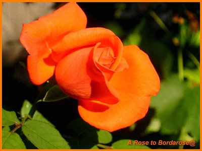 A Rose to Bordarose@